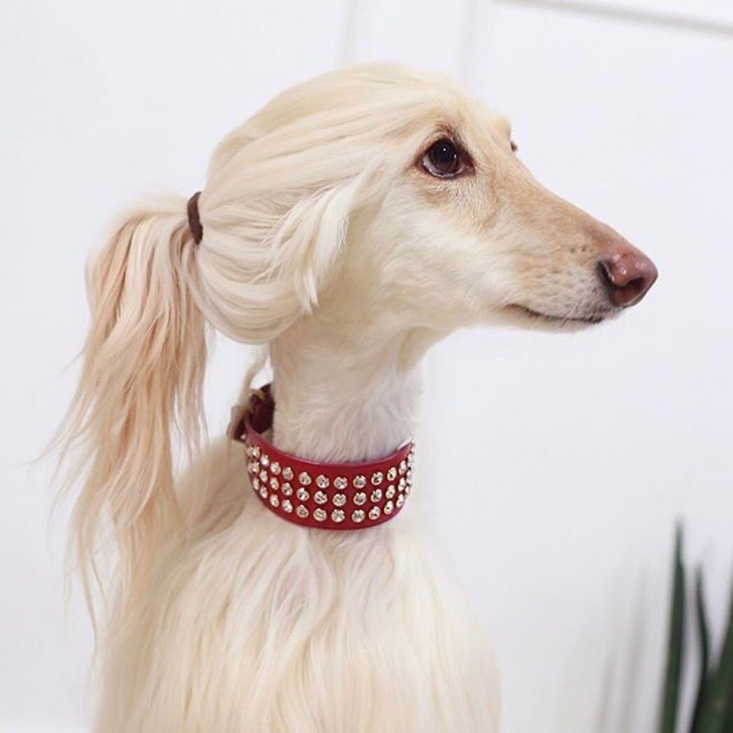 Афганская борзая и салюки