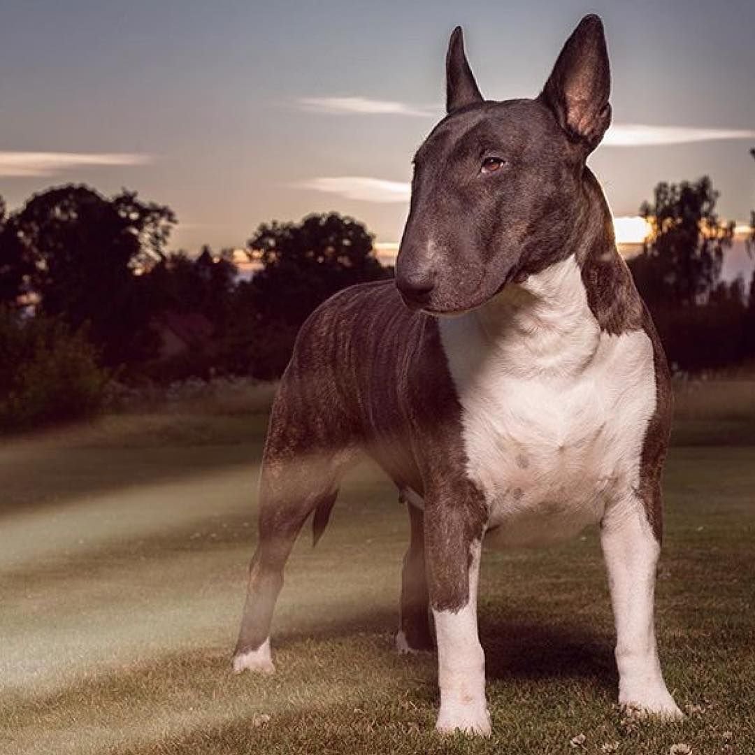 Порода бультерьер