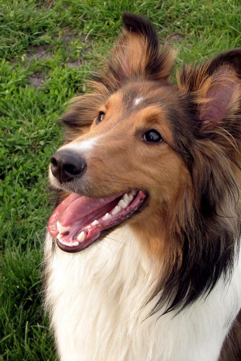 Собака с вытянутым носом