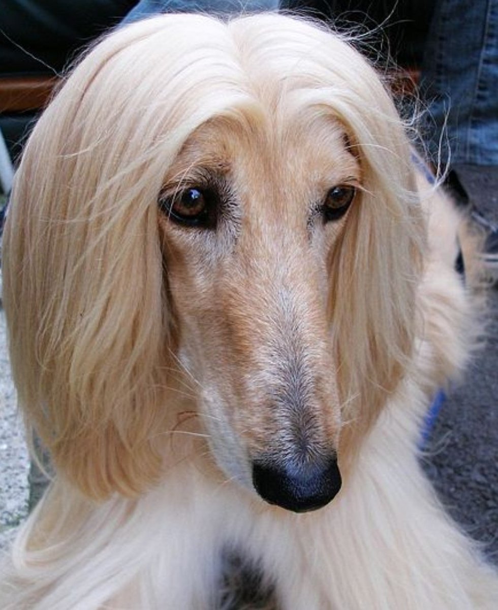 Собаки породы Афганская борзая