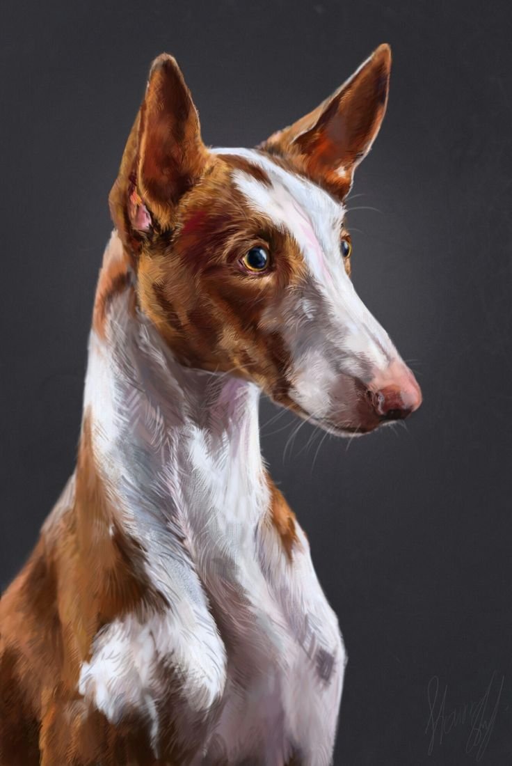 Собака Боденко и Биценко