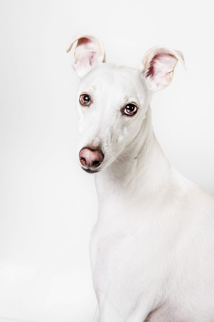 Бультерьер альбинос