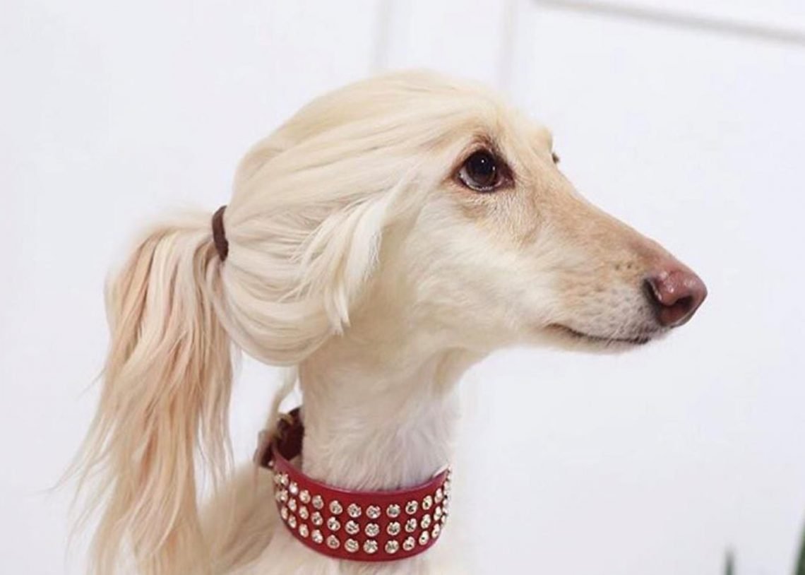 Собака с челкой