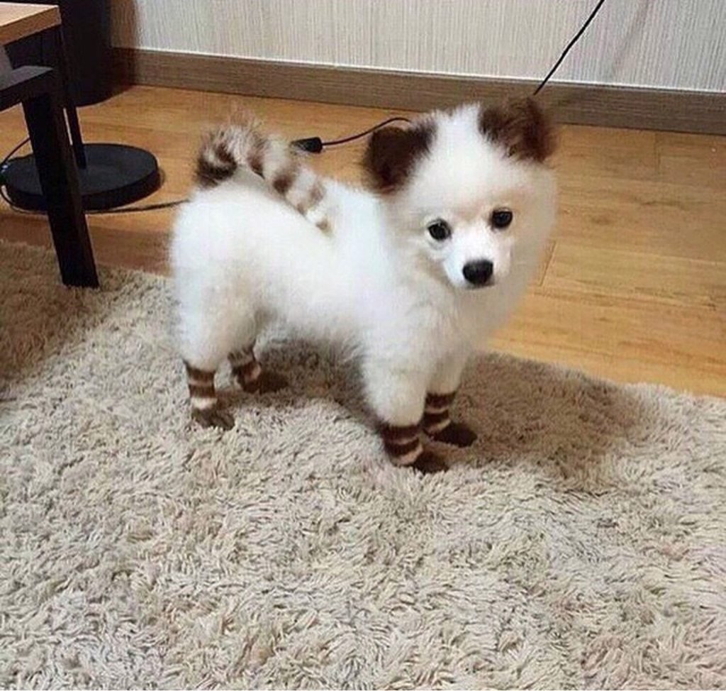 Померанский шпиц енот