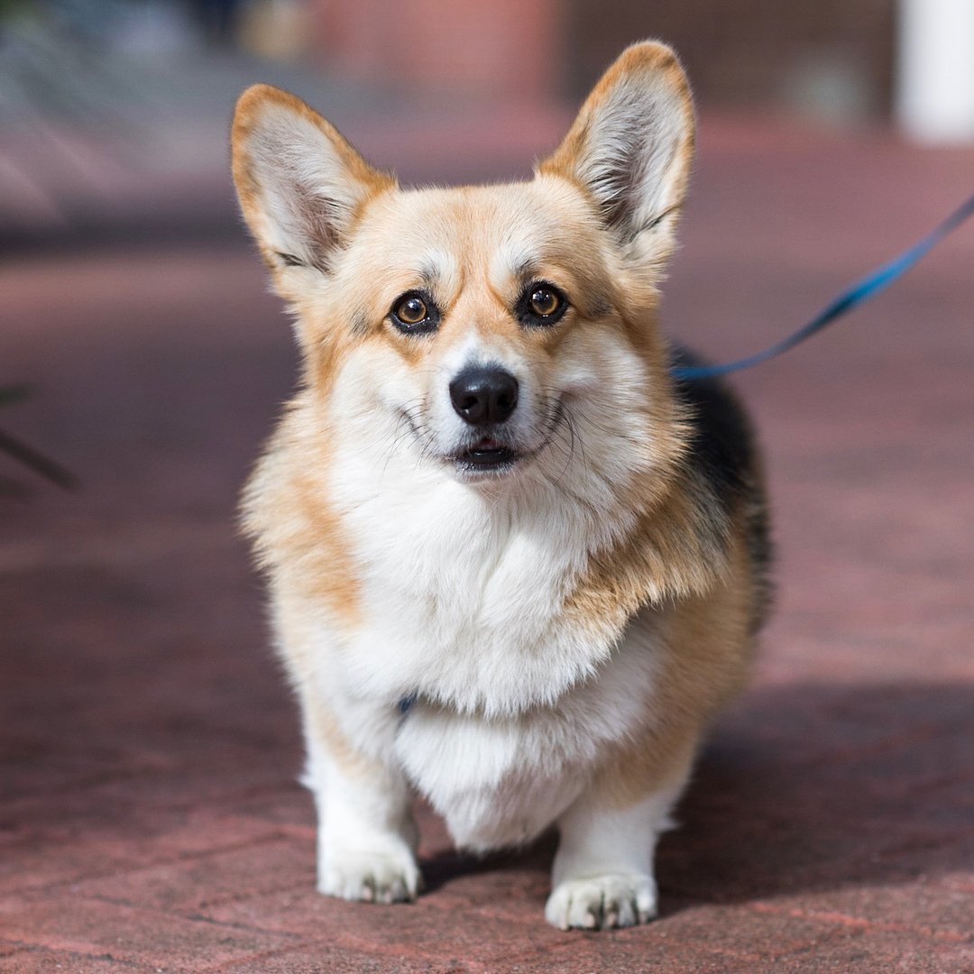 Корги пемброк