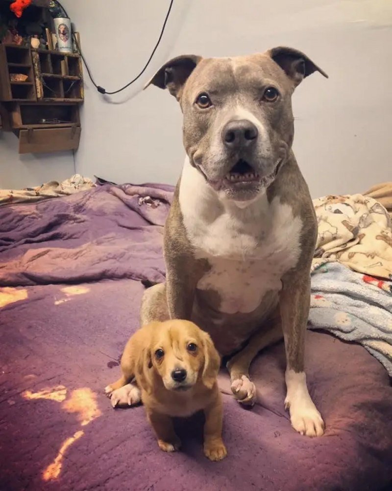 Щенок с хвостиком на лбу