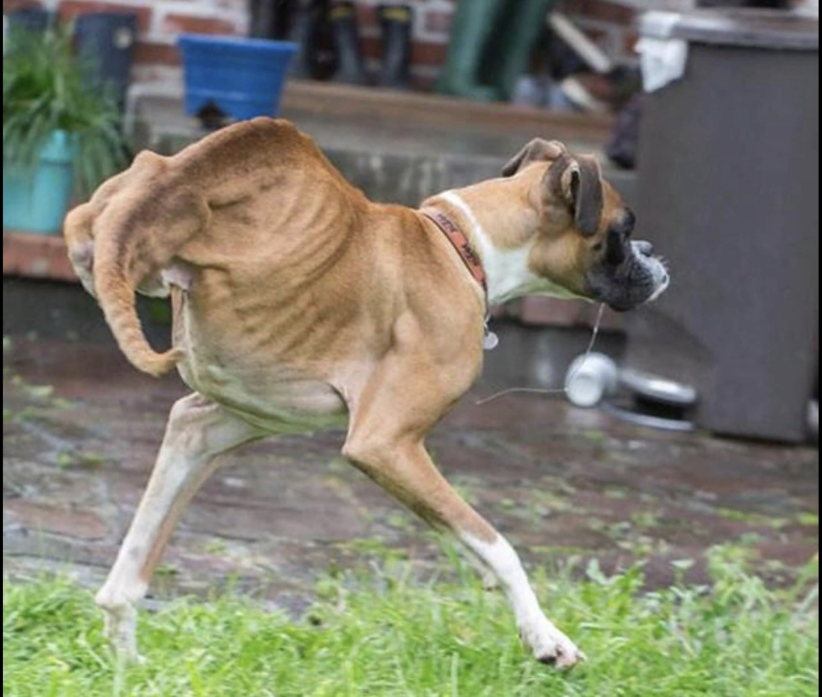 Уличные собаки