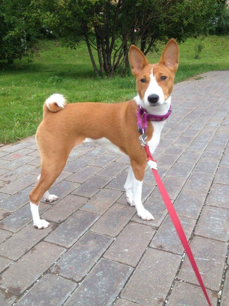 Короткошерстные басенджи