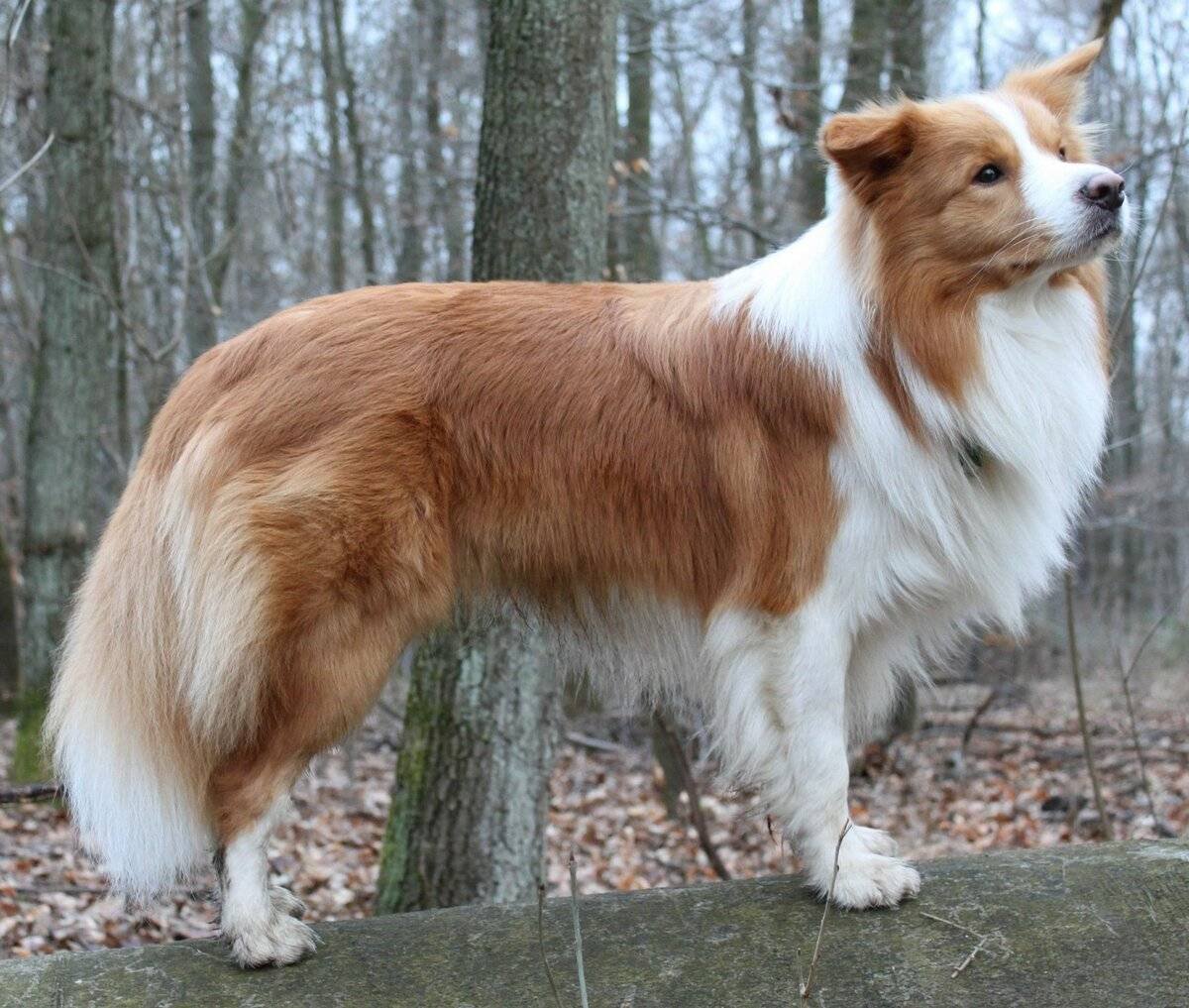 Бордер колли рыже белый