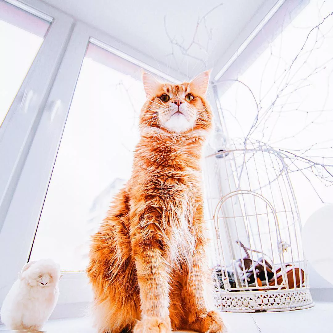 Красивый рыжий кот