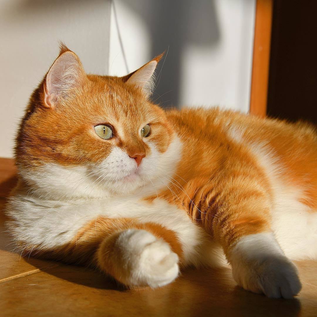 Сибирская кошка рыжая короткошерстная