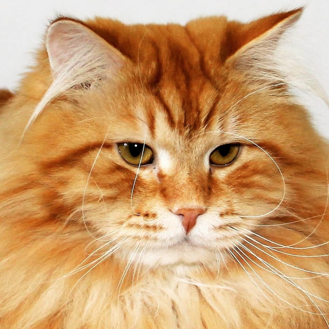 Рыжий длинношерстный Сибирский кот