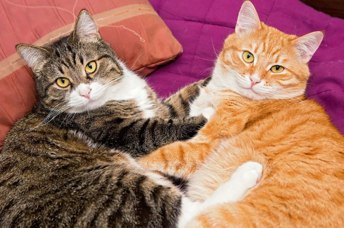 Коты и кошки