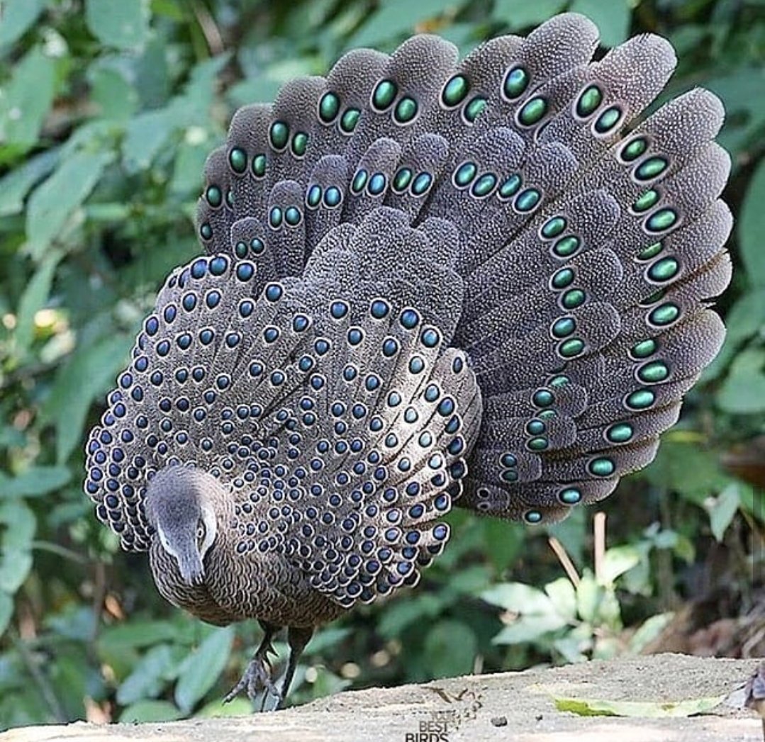 Палаванский павлиний фазан