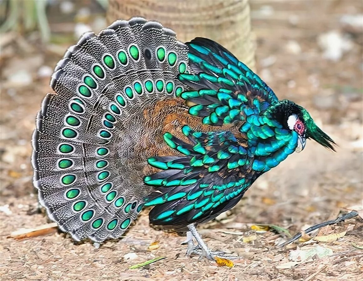 Павлиний фазан Аргус