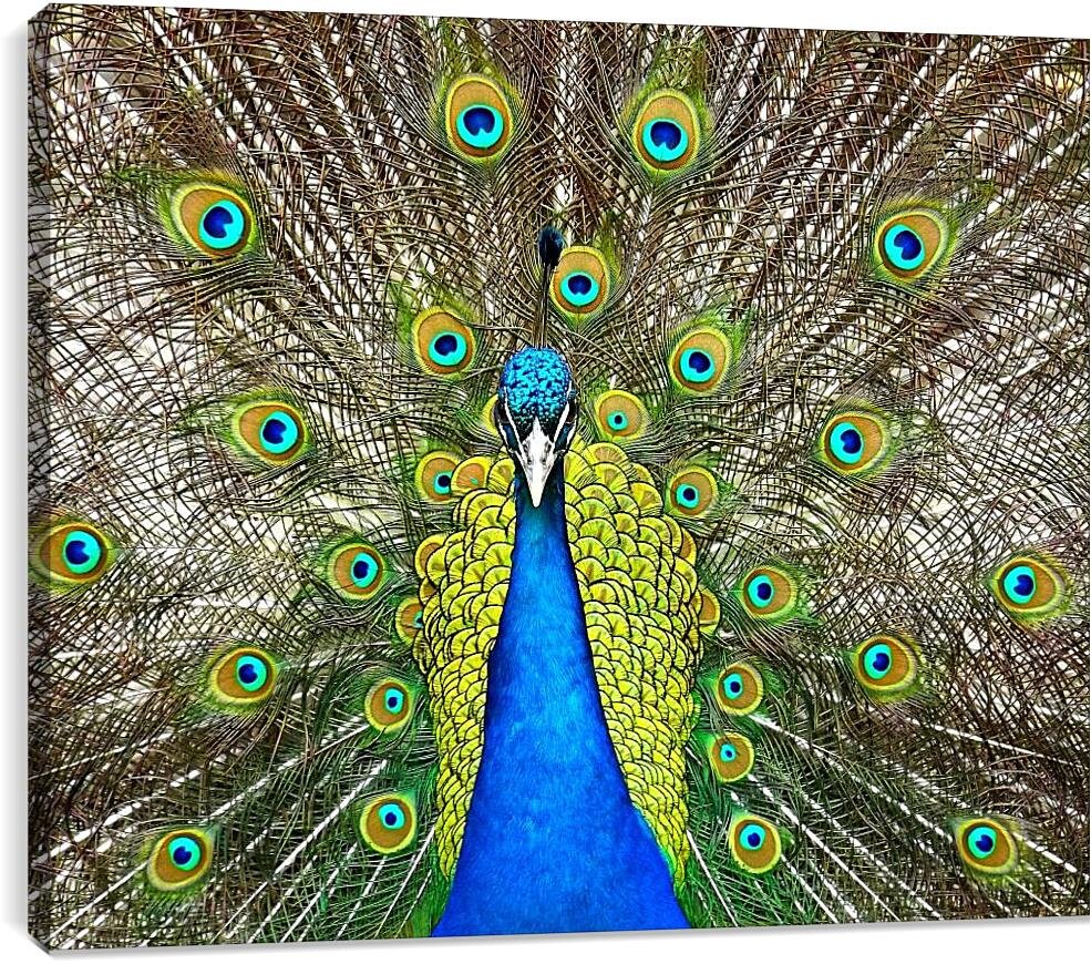 Павлин хвост