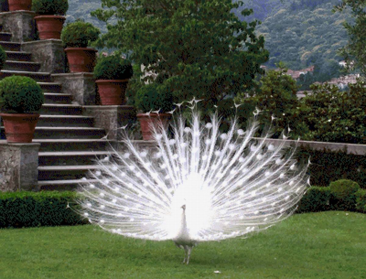 Павлин с белым хвостом