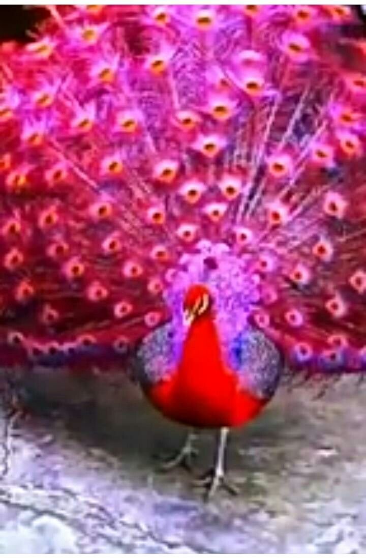 Пурпурно. Черноплечий Павлин