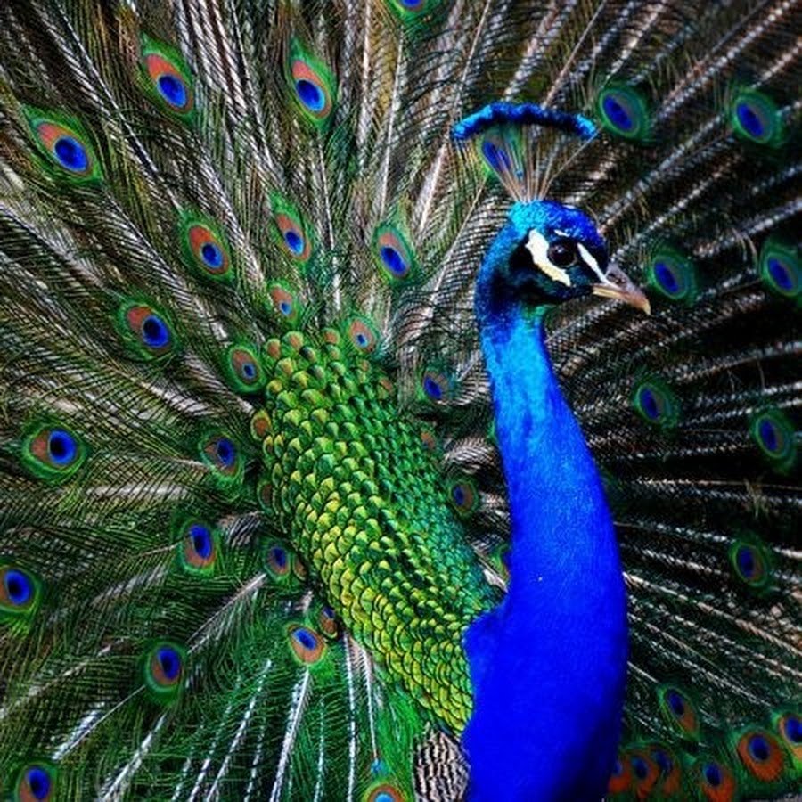 Павлин лейкист