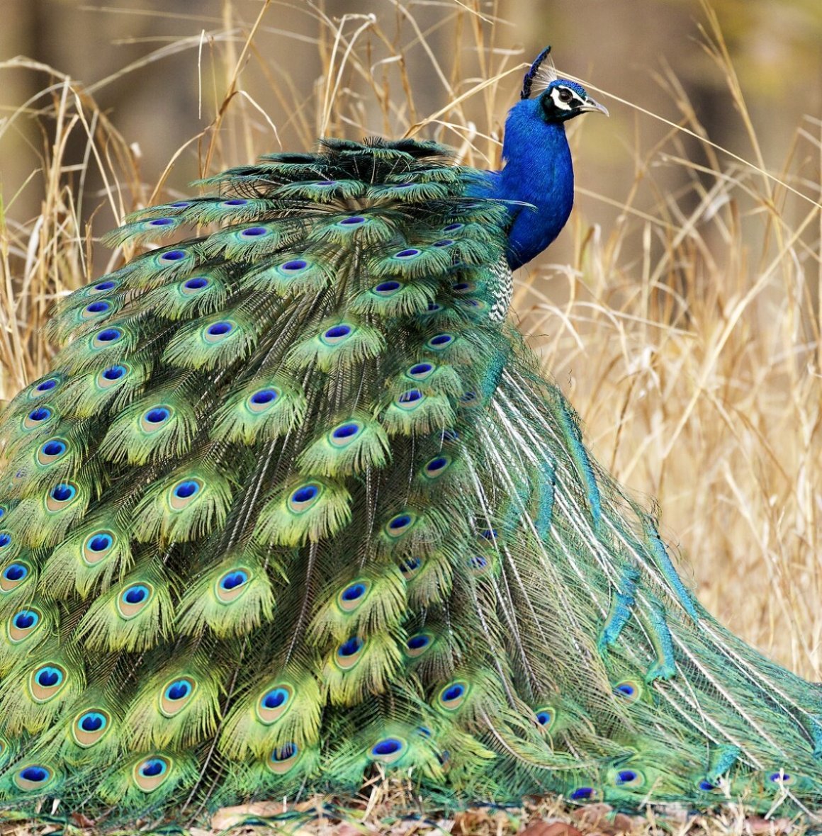 Черноплечий Павлин