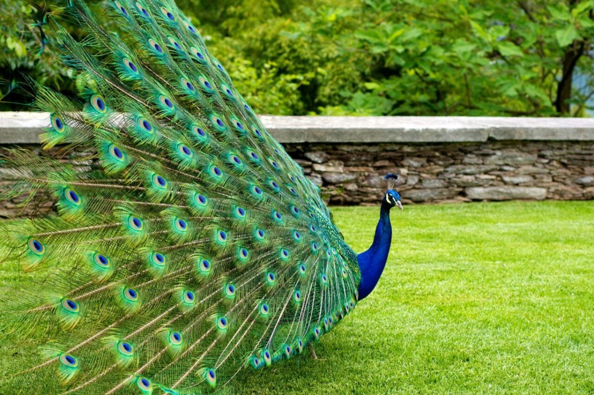 Яванский Павлин