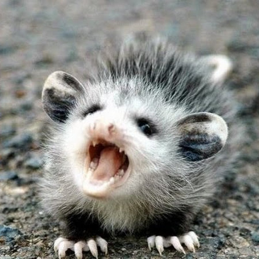 Милые зверьки