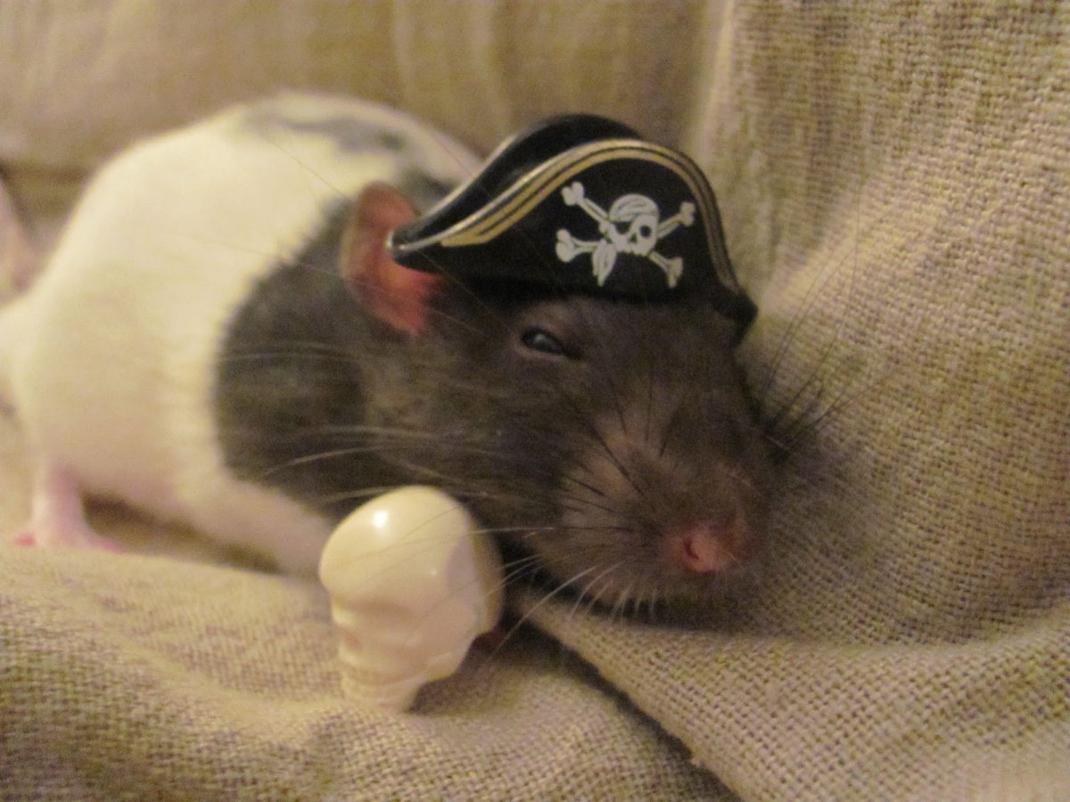 Мышонок пират
