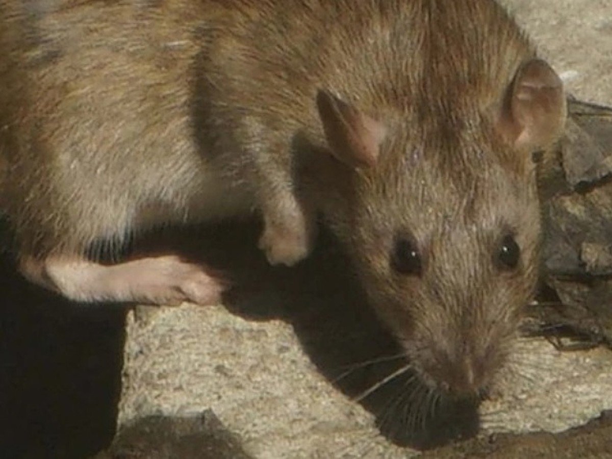 Рыжая крыса