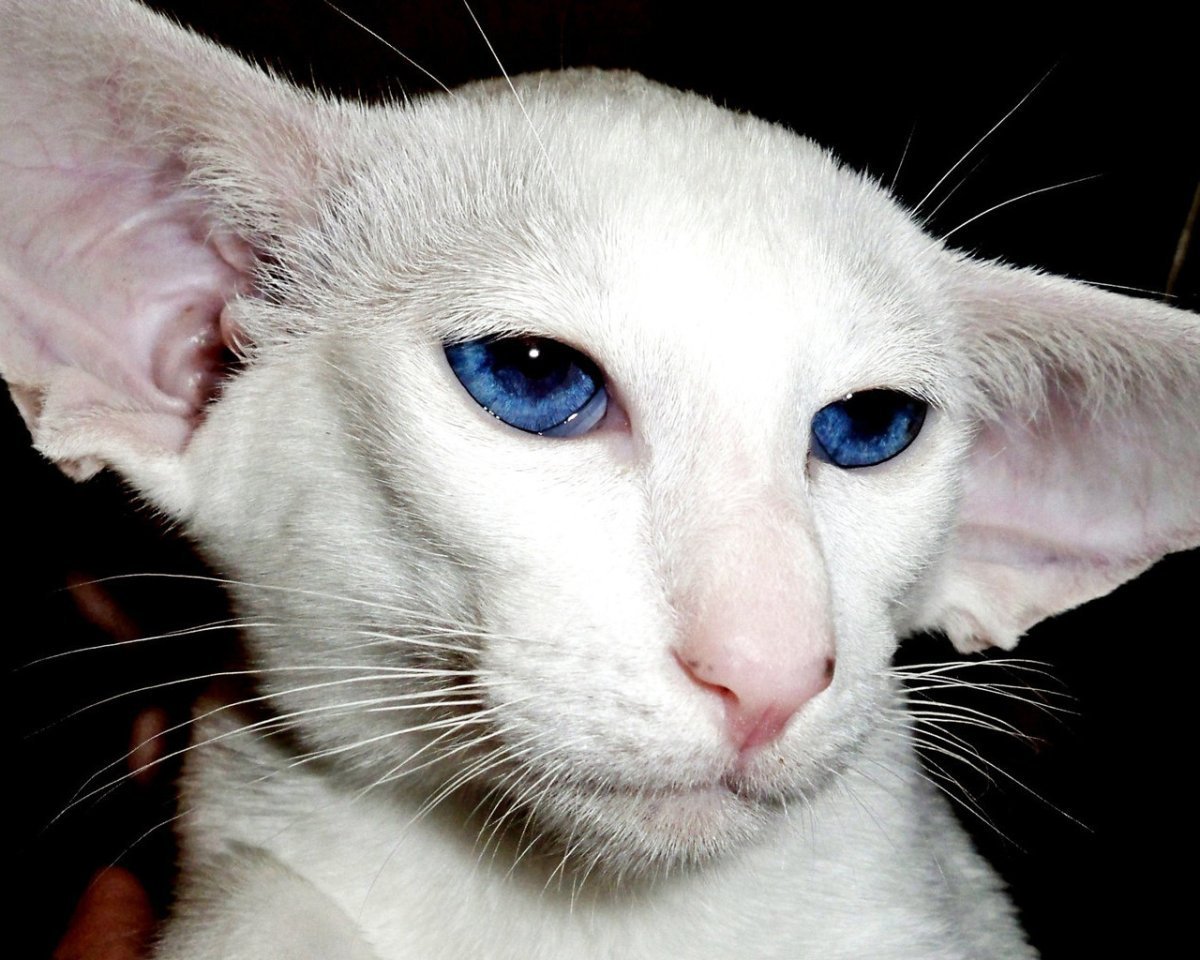 Ориентал кошка белая