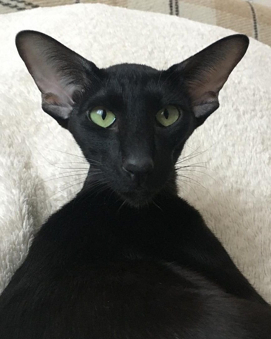 Балинезийская кошка Ориентал