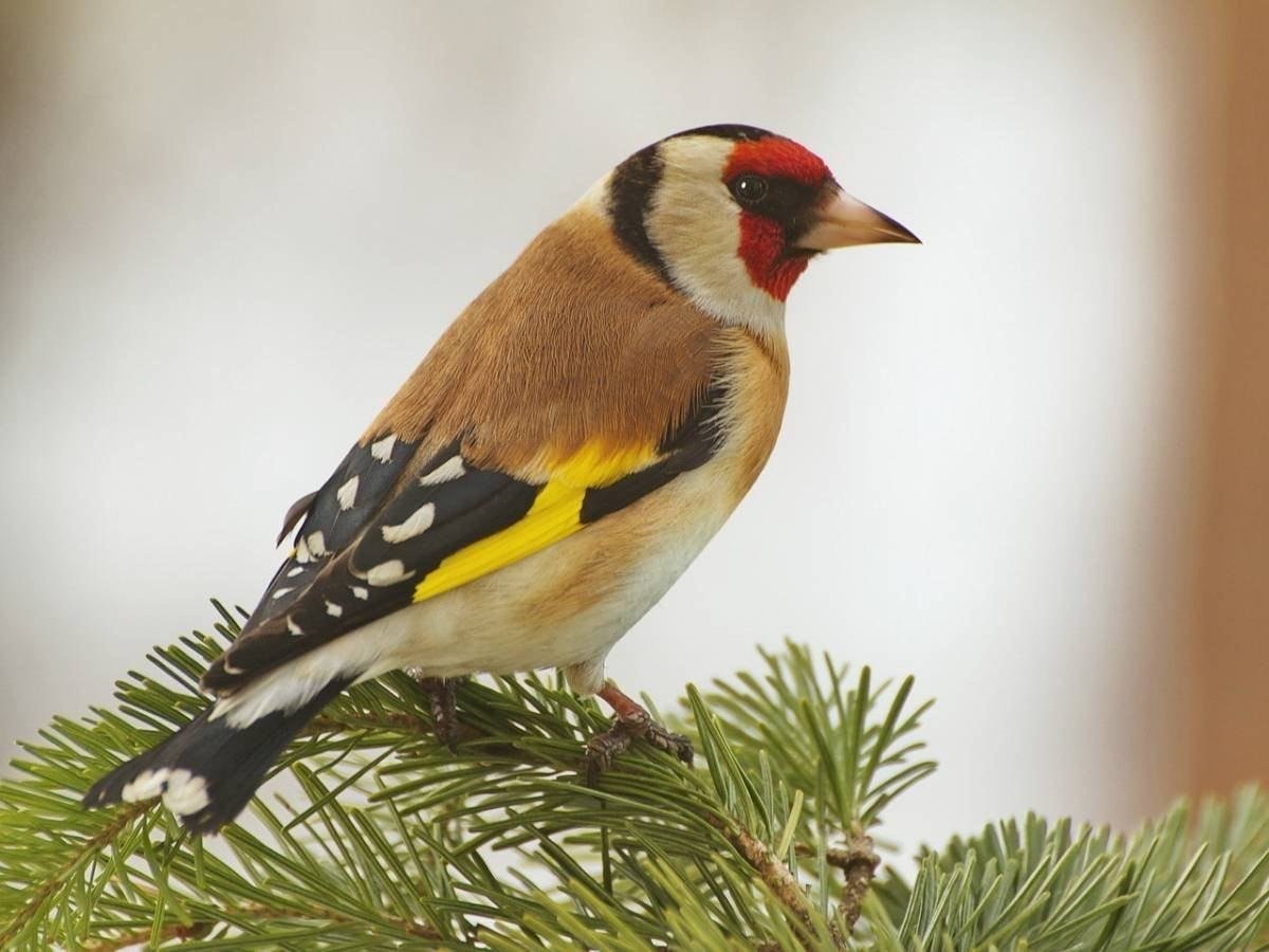 Черноголовый щегол