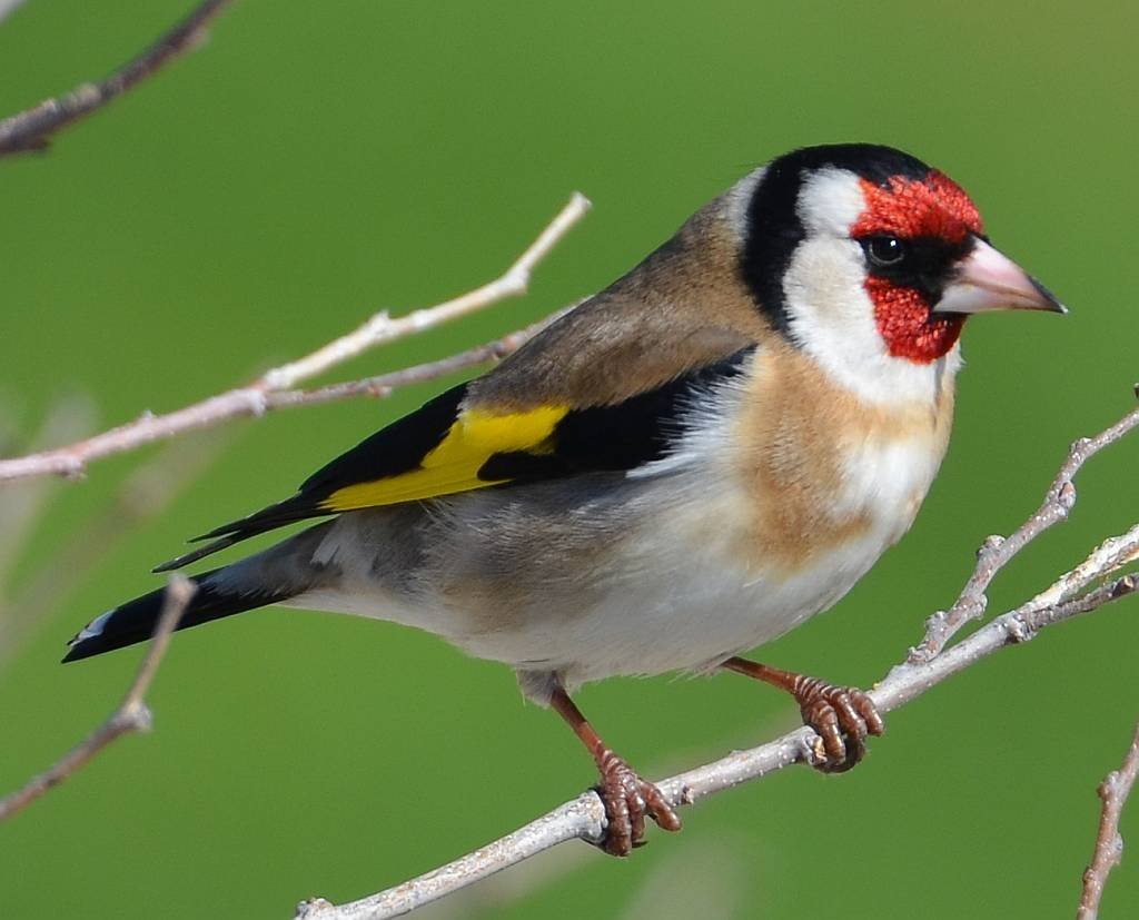 Черноголовый щегол Вьюрковые