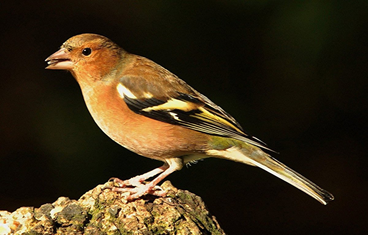 Золотистый Зяблик