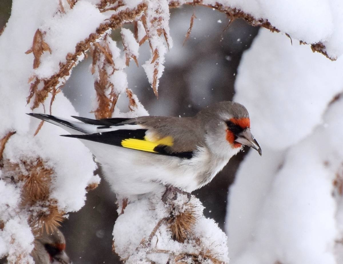 Щегол птица зимой