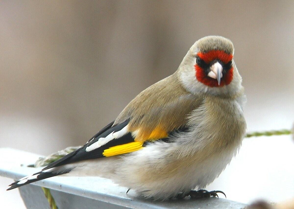 Щегол (Carduelis Carduelis)