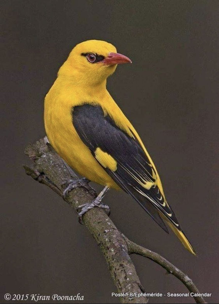 Балтиморская Иволга