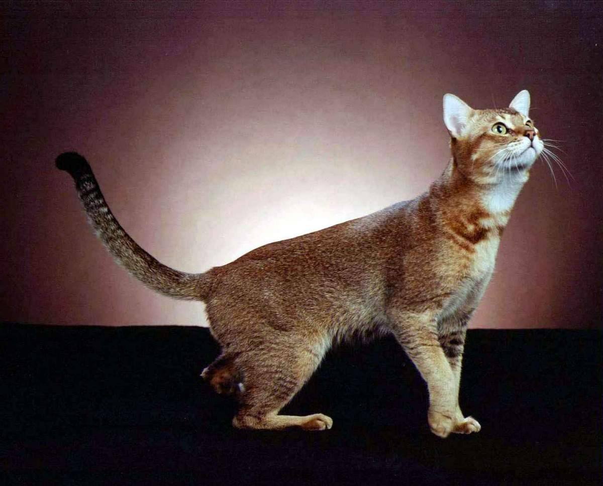 Чаузи (хауси)