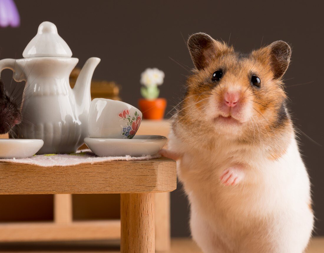 Доброе утро хомячок