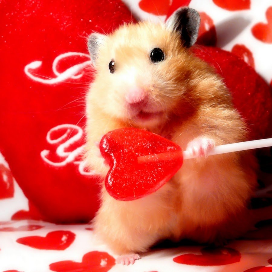 Симпатичный хомяк