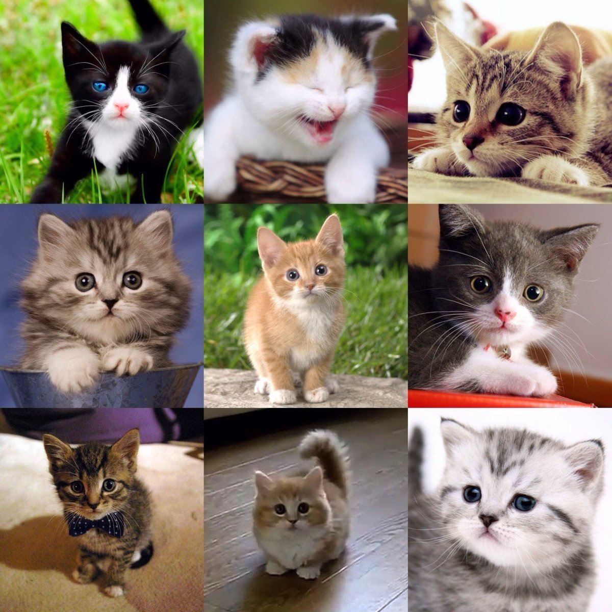 Котики разных пород