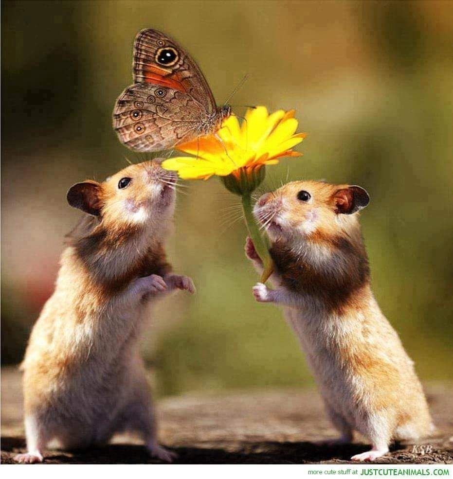 Позитивные животные