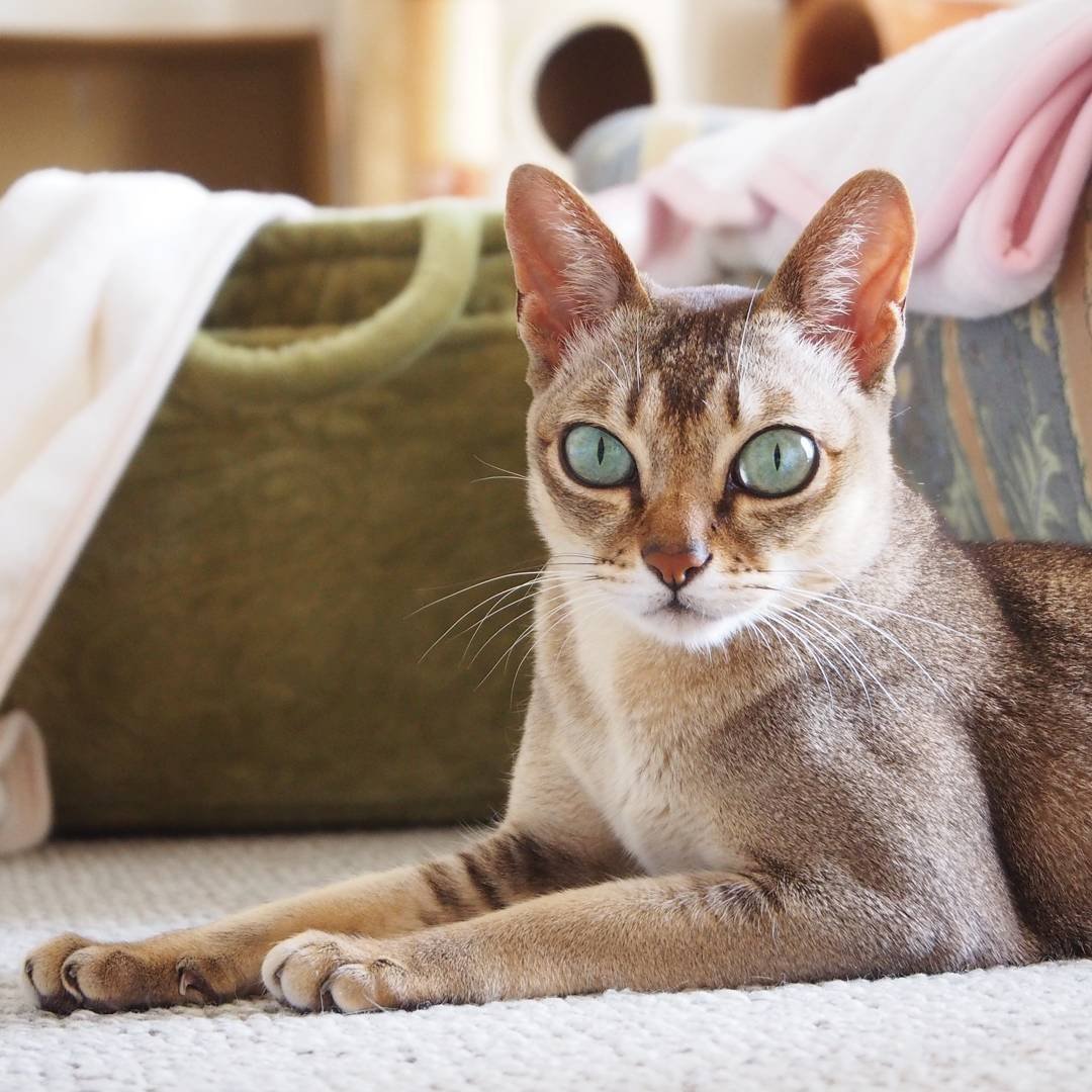 Сингапурская кошка Абиссинская