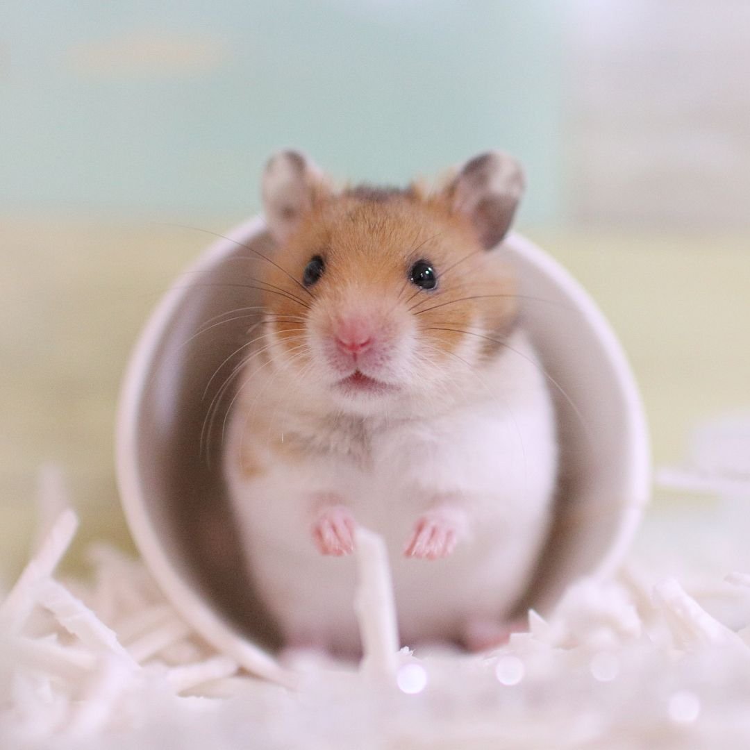 Красивый хомяк