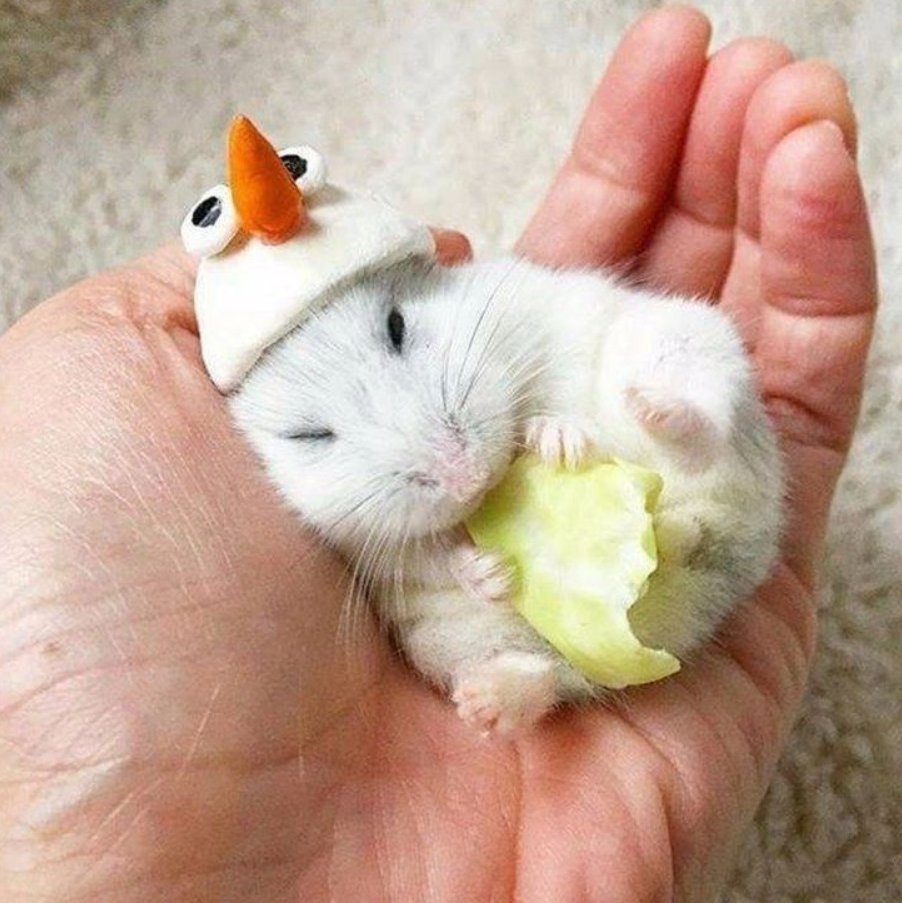 Хомяк джунгарик