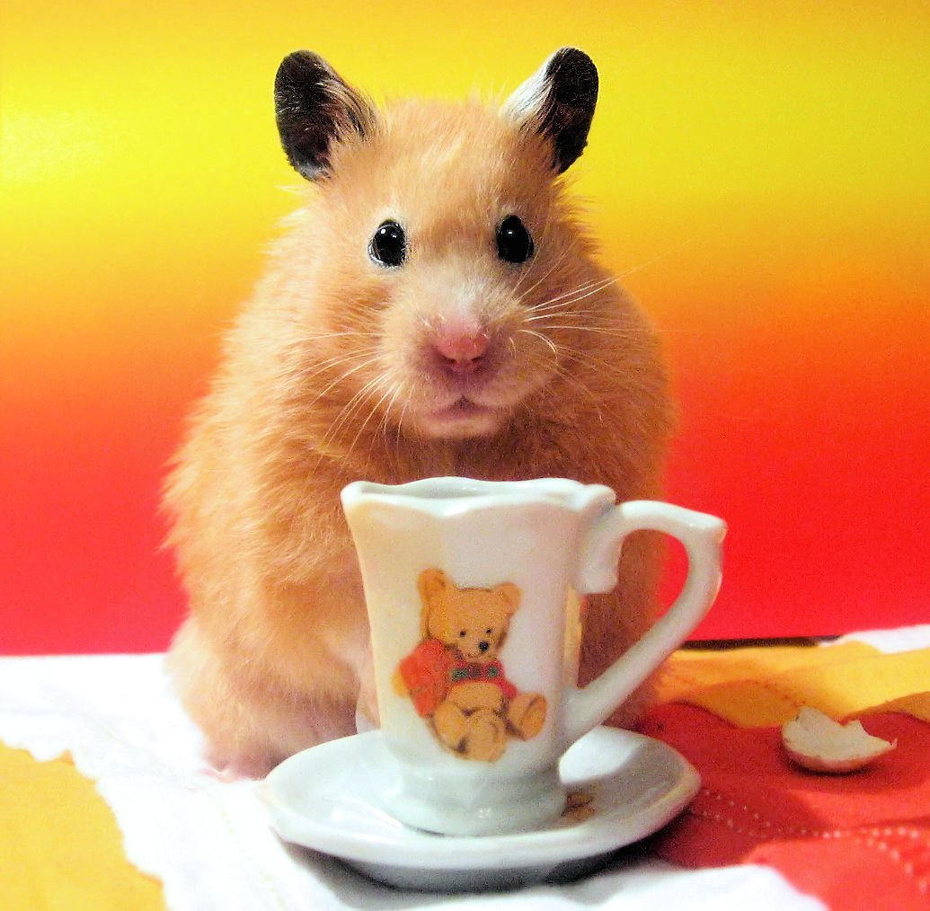 Смешные хомяки