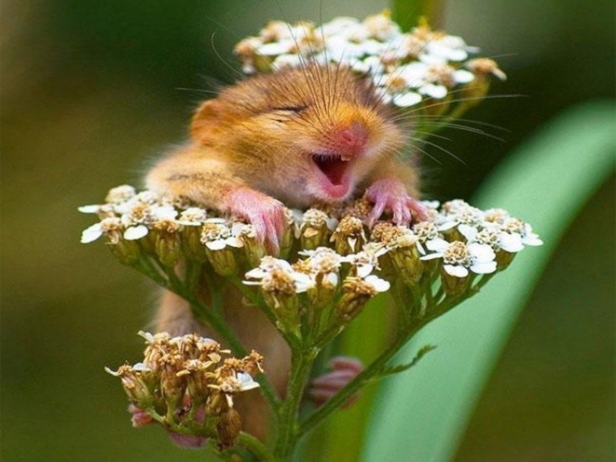 С первым днем весны