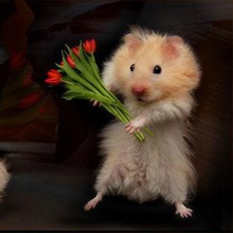 Хомяк дарит цветы