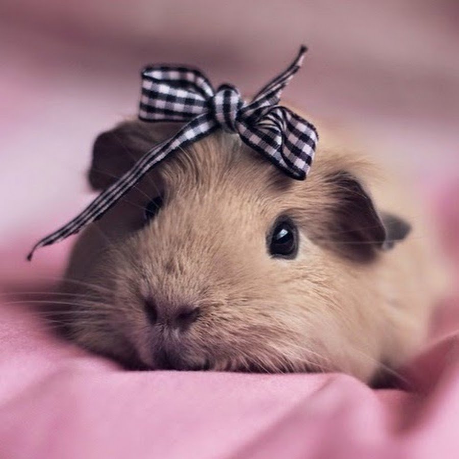 Морская Свинка Дамбо