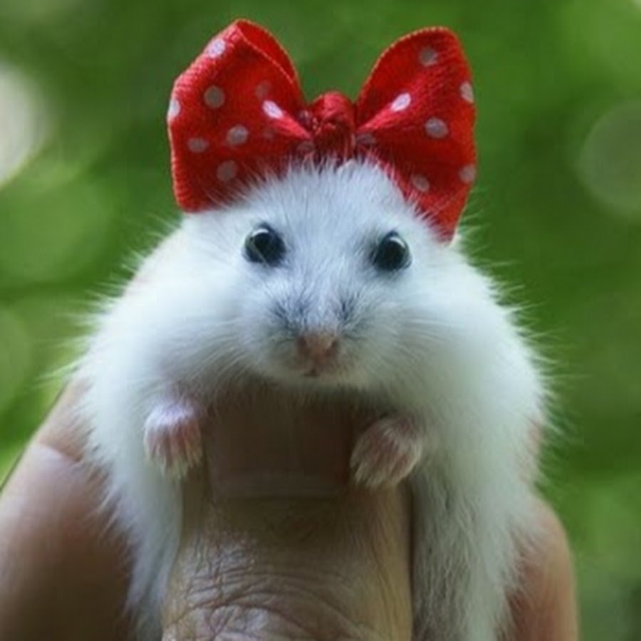 Смешные хомяки