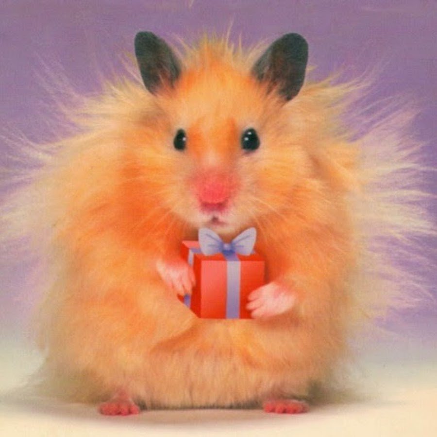 Хомяк поздравляет